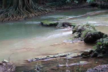 Tayland 'ın Saraburi bölgesindeki yağmur ormanlarında akarsu