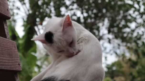 Білий Пухнастий Кіт Доглядає Чистим Природним Розмитим Тлом — стокове відео