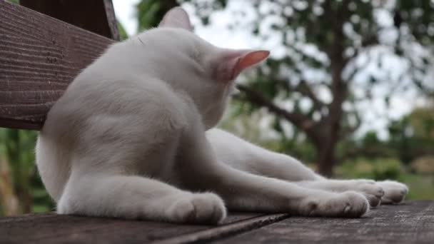 きれいになるために成長する白い毛皮の猫 自然なぼやけた背景 — ストック動画