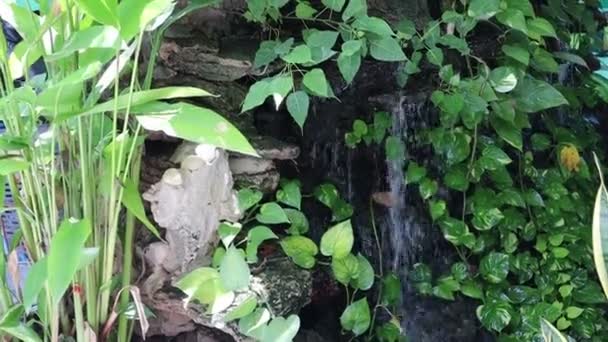 热带植物园中的瀑布 设计的自然背景 — 图库视频影像