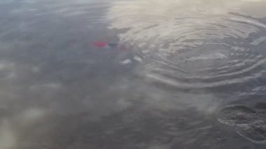 Göletteki balıkların çoğu yüzüyor ve topakları yiyorlardı.