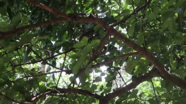 Becerikli bir sincap, çevikliğini ve zarafetini ağaç arazisinde gezinirken sergileyerek güçlü bir dala ustaca tırmanır. Kürkü, zengin kahverengiler ve griler karışımı, yaprakların yemyeşil zeminine karşı koyuyor.. 