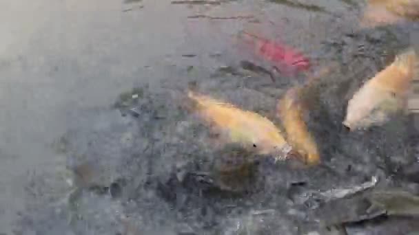 Wiele Ryb Stawie Unosiło Się Jadło Granulki — Wideo stockowe
