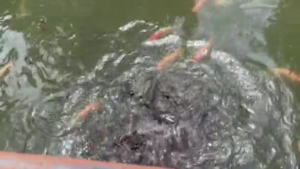 池の魚の多くが浮かび上がってペレットを食べていた — ストック動画