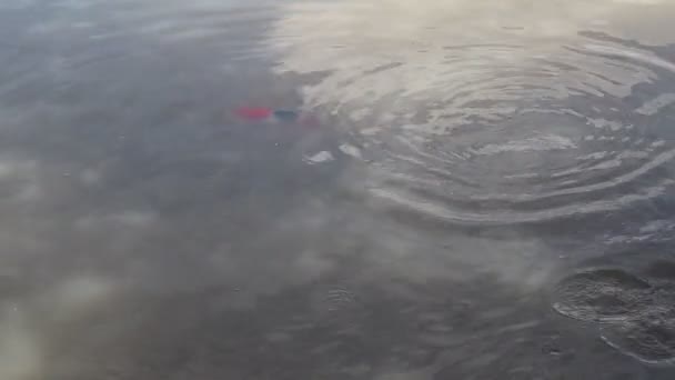 Göletteki Balıkların Çoğu Yüzüyor Topakları Yiyorlardı — Stok video