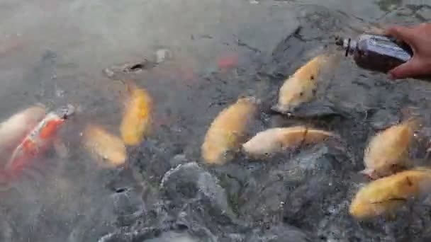 池の魚の多くが浮かび上がってペレットを食べていた — ストック動画