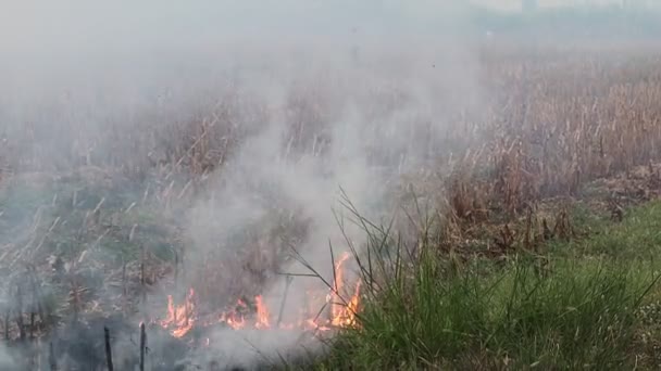 Ogień Żółtej Słomie Widokiem Powietrza Dymu Przemysłu Rolniczego — Wideo stockowe