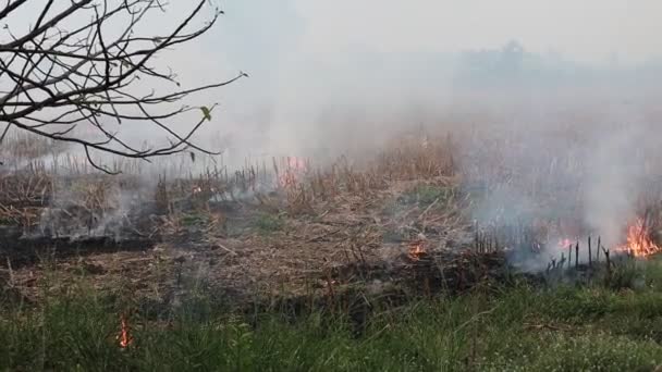 Feuer Brennt Auf Gelbem Stroh Mit Rauch Luftbild Landwirtschaft — Stockvideo
