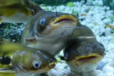 Akvaryumdaki Horabagrus brachysoma ya da Sun Catfish grubu, yakın çekim görüntüsü. 