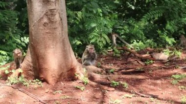 Maymun kırsalda yol kenarında oturuyor.