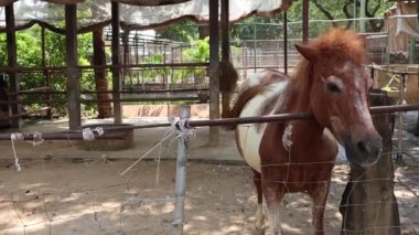Tayland 'da, çiftlikteki at ahırında..