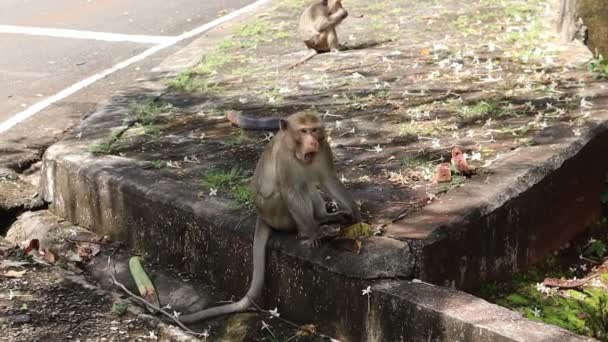 猴子坐在乡间的路边 — 图库视频影像