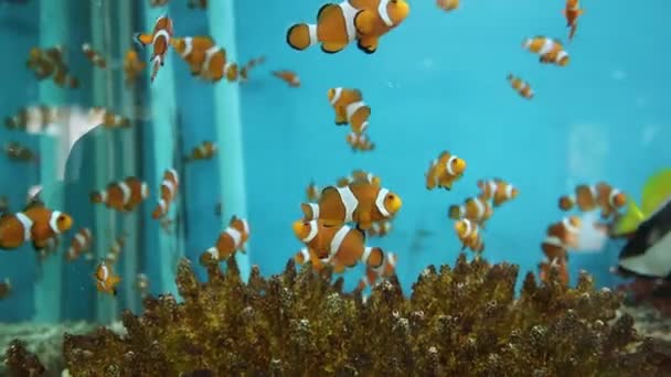 Клоун Анемона Риба Плаває Акваріумі — стокове відео