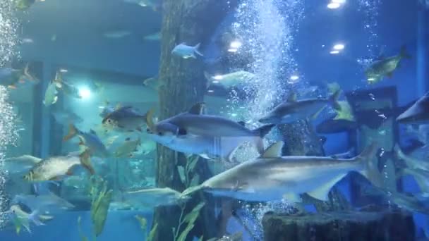 Iskolák Különböző Halak Akváriumban Úszás Körül Rönk — Stock videók