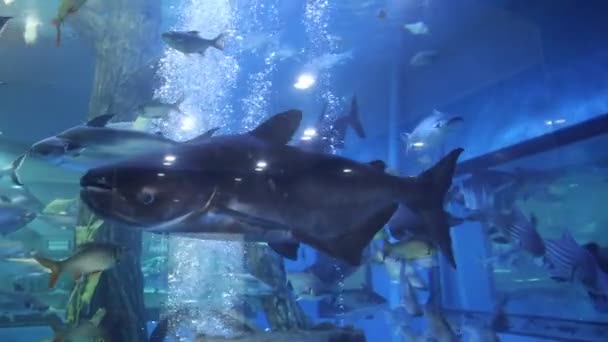 Akvaryumdaki Çeşitli Balık Sürüleri Kütüklerin Etrafında Yüzüyor — Stok video