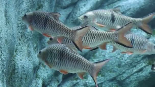 Golden Belly Barb Fish Puntius Daruphani Hypsibarbus Wetmorei Pomarańczową Płetwą — Wideo stockowe