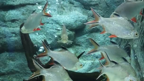 Golden Belly Barb Fish Puntius Daruphani Hypsibarbus Wetmorei Pomarańczową Płetwą — Wideo stockowe