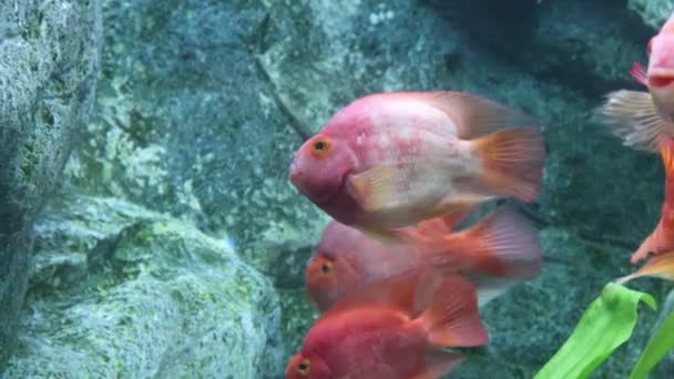 Rode Bloedpapegaai Het Aquarium Van Dichtbij Gezien Amphilophus Citrinellum — Stockvideo