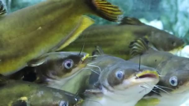Grupa Horabagrus Brachysoma Lub Sun Sumfish Akwarium Widok Bliska — Wideo stockowe