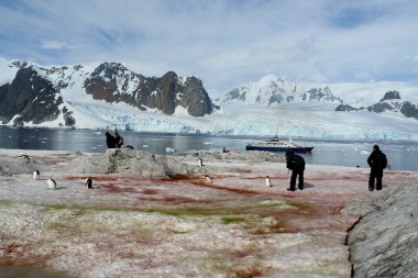 Kar ve penguenler arasında Antarktika 'yı ziyaret eden turistler