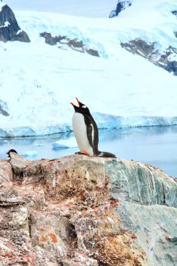    Antarktika 'daki Gentoo pengueni manzaranın arka planına karşı                           