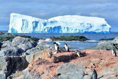  Gentoo penguin in Antarctica against the background of the landscape                               clipart