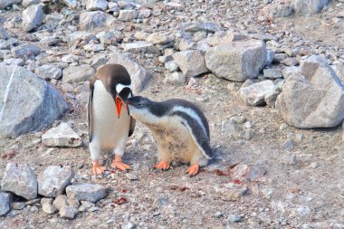   Antarktika 'daki Gentoo pengueni manzaranın arka planına karşı                             