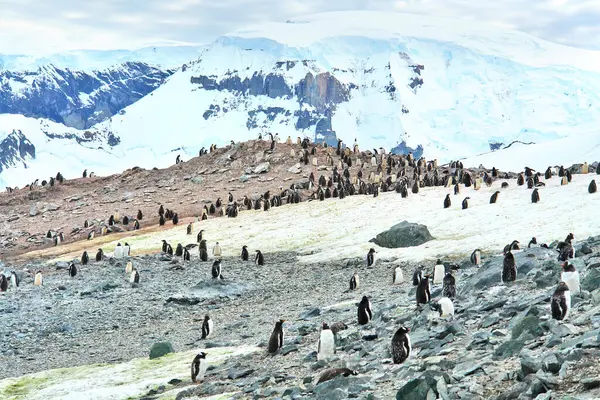    Antarktika 'daki Gentoo pengueni manzaranın arka planına karşı                           