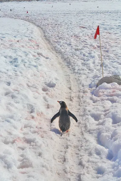   Antarktika 'daki Gentoo pengueni manzaranın arka planına karşı                             