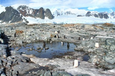   Antarktika 'daki Gentoo pengueni manzaranın arka planına karşı                             