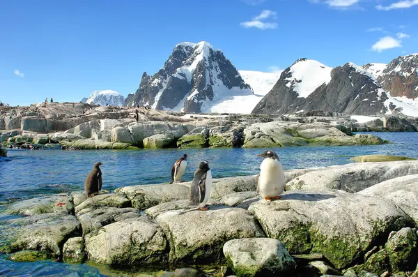 stock image   Gentoo penguin in Antarctica against the background of the landscape                             