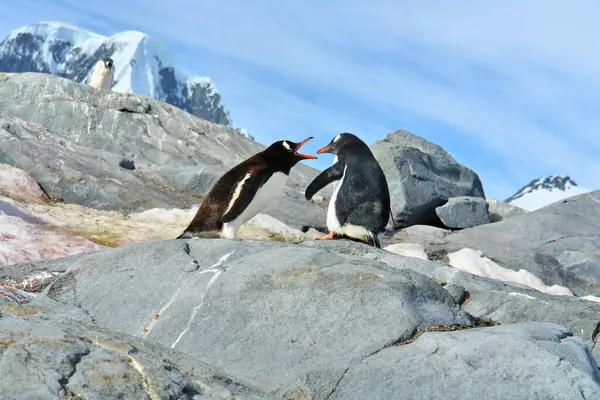   Antarktika 'daki Gentoo pengueni manzaranın arka planına karşı                             