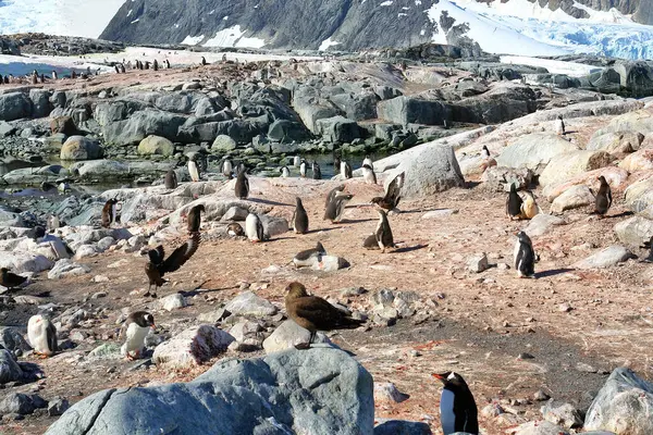   Antarktika 'daki Gentoo pengueni manzaranın arka planına karşı                             