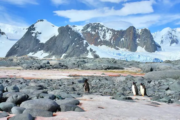   Antarktika 'daki Gentoo pengueni manzaranın arka planına karşı                             