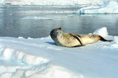   Antarktika 'da bir buz kütlesi üzerinde dinlenen leopar foku adı verilen yırtıcı bir fok.                             