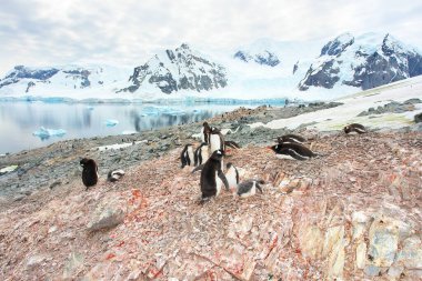     Antarktika 'daki Gentoo pengueni manzaranın arka planına karşı                           