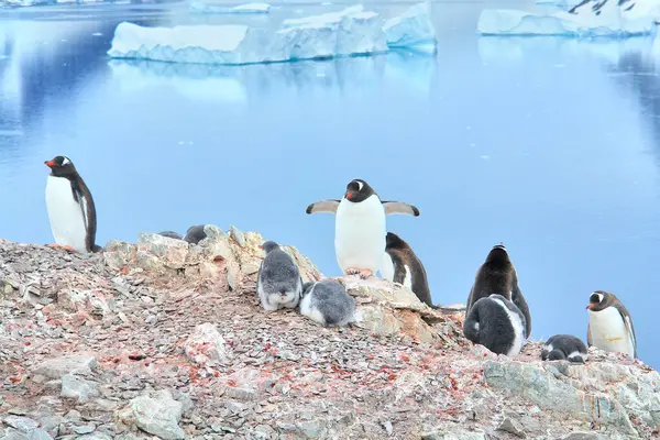 Stock image     Gentoo penguin in Antarctica against the background of the landscape                           