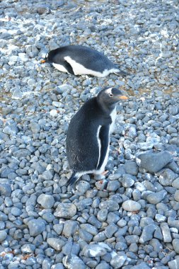 Antarktika 'daki Gentoo pengueni manzaranın arka planına karşı