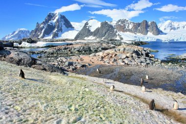 Antarktika 'daki Gentoo pengueni manzaranın arka planına karşı