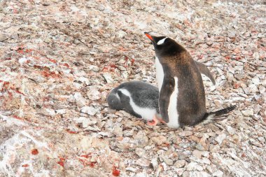 Gentoo penguenleri Antarktika 'da yavrularla yuvalar