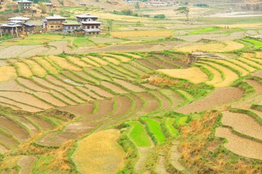         Bhutan 'daki teraslı tarlaların görüntüsü                       