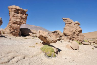 Güney Amerika 'ya özgü Azorella Compacta veya Yareta bitkisi