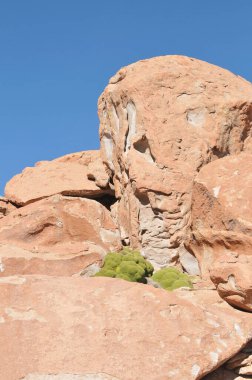 Güney Amerika 'ya özgü Azorella Compacta veya Yareta bitkisi