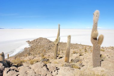 Bolivya 'nın Salar de Uyuni adasının ortasında yer alan Incahuasi adası ve kayalık arazi.