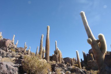 Bolivya 'nın Salar de Uyuni adasının ortasında yer alan Incahuasi adası ve kayalık arazi.