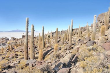 Bolivya 'nın Salar de Uyuni adasının ortasında yer alan Incahuasi adası ve kayalık arazi.