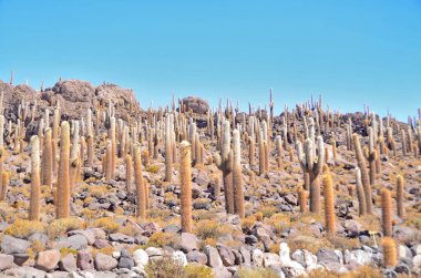 Isla Incahuasi  hilly and rocky outcrop of land  situated in the middle of Salar de Uyuni, Bolivia clipart