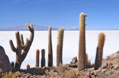 Bolivya 'nın Salar de Uyuni adasının ortasında yer alan Incahuasi adası ve kayalık arazi.