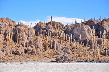 Bolivya 'nın Salar de Uyuni adasının ortasında yer alan Incahuasi adası ve kayalık arazi.