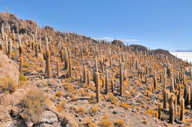 Bolivya 'nın Salar de Uyuni adasının ortasında yer alan Incahuasi adası ve kayalık arazi.
